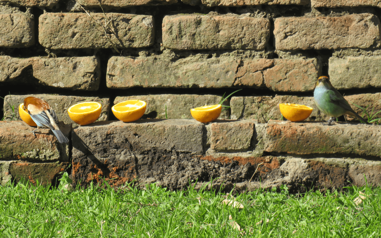 Finca pájaros 2-min