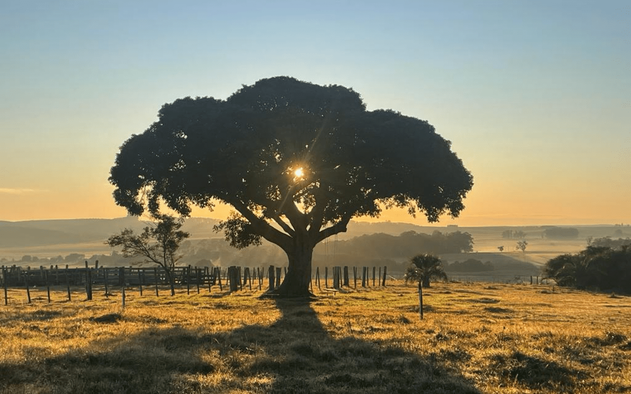 Finca puesta sol y árbol 2-min